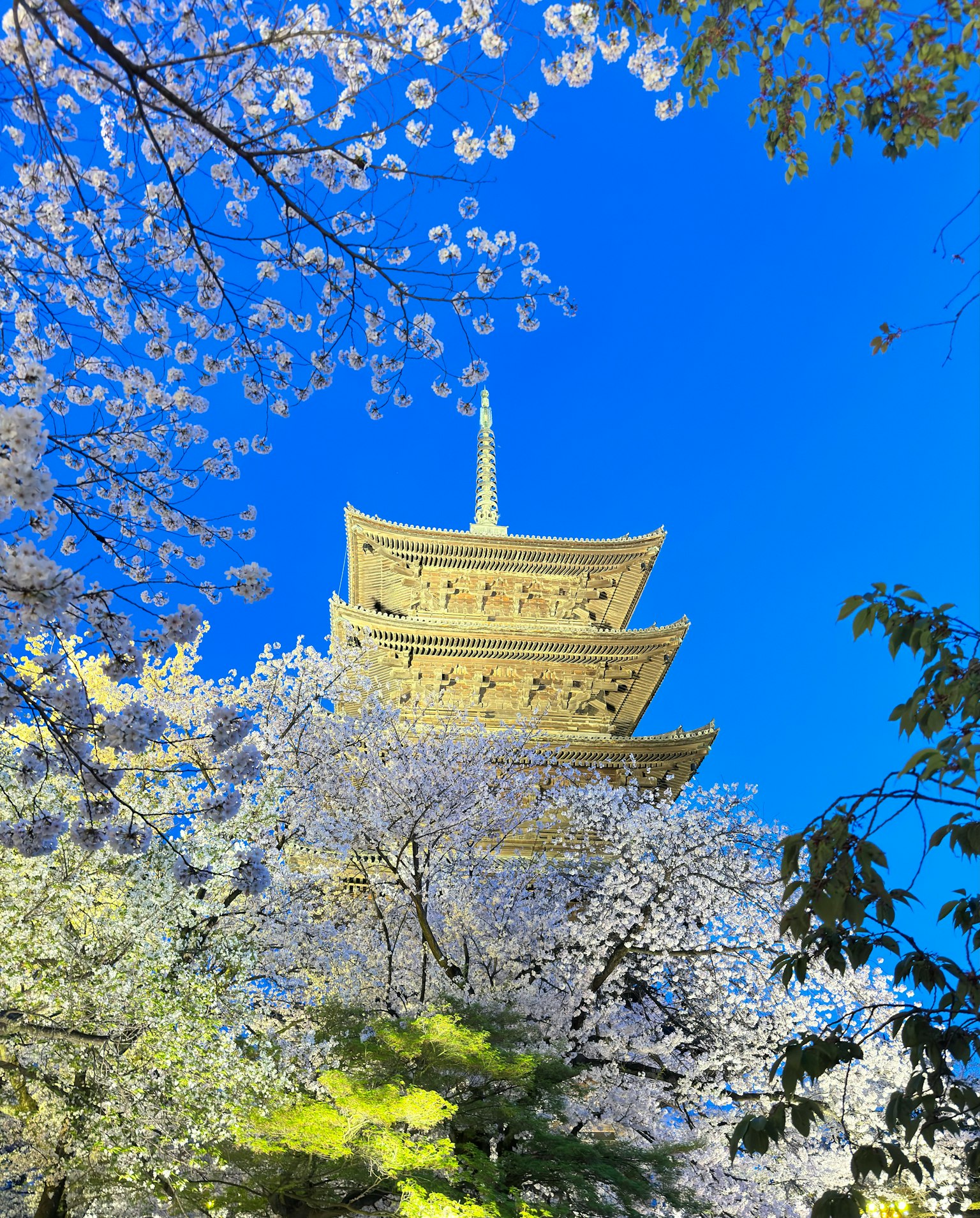 金色五層塔在藍天和櫻花環繞下