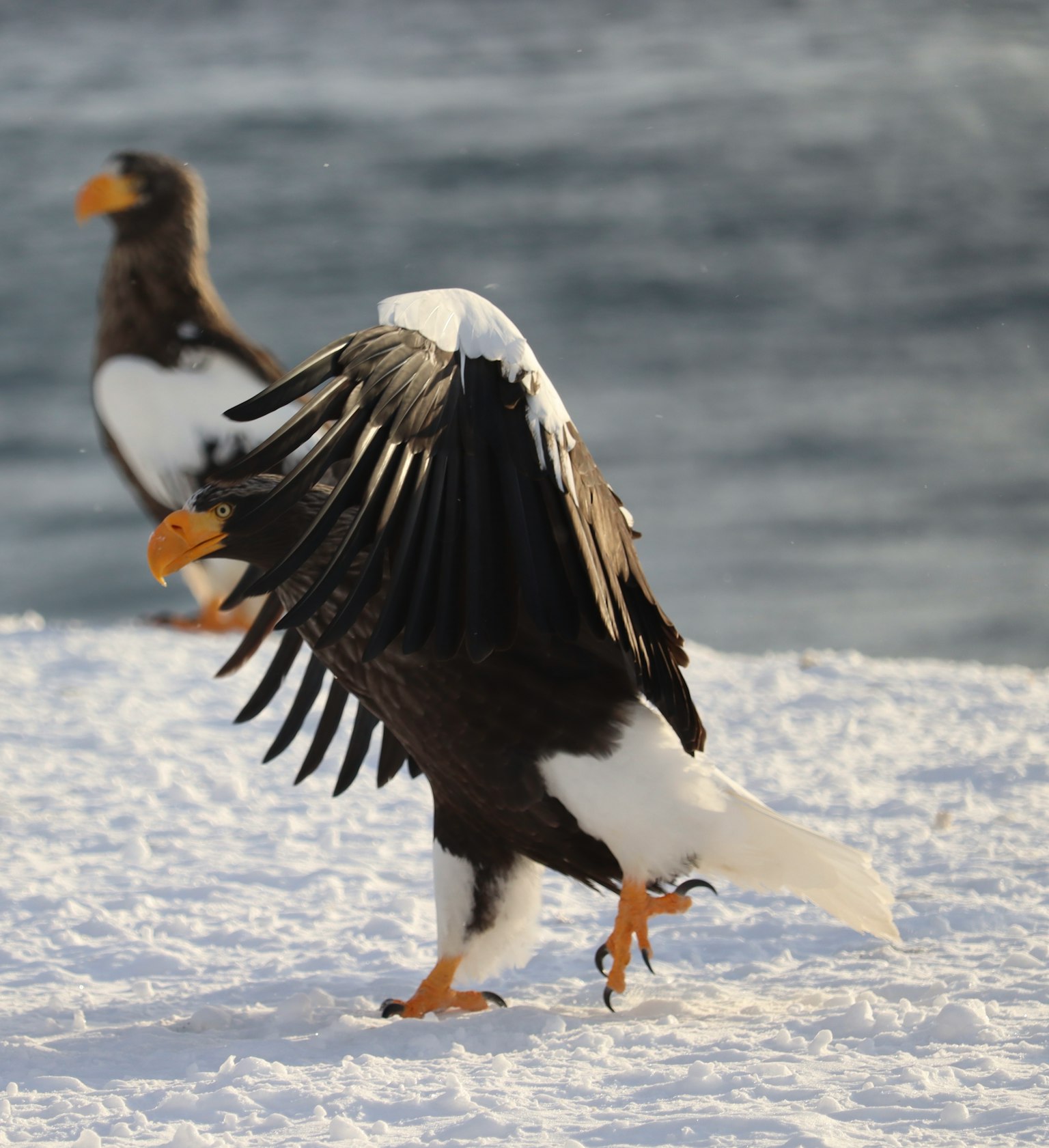 Aigle de mer de Steller marchant sur la neige avec l'océan en arrière-plan
