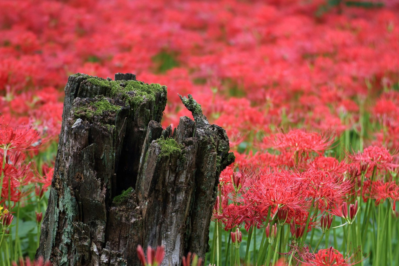 Un paysage avec une souche d'arbre en décomposition entourée de lys araignées rouges vibrants