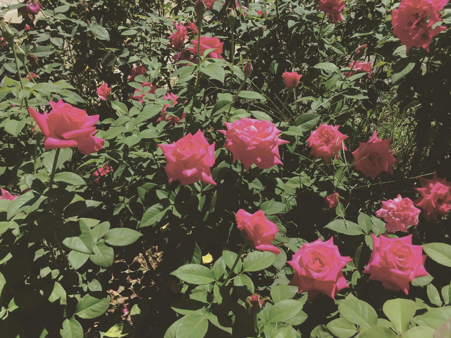 Rosa rosa vibrante che fiorisce in un giardino