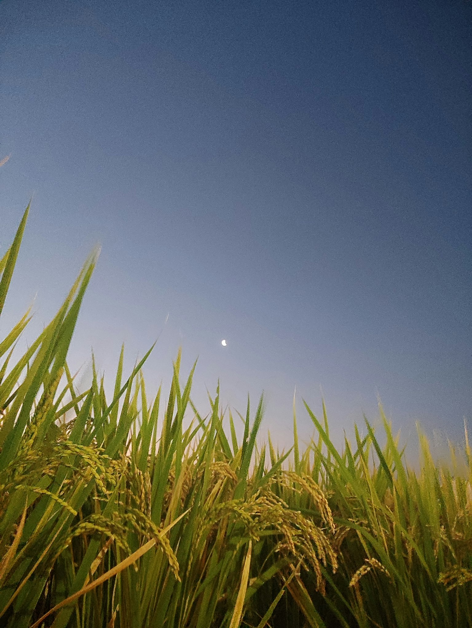 Piante di riso sotto un cielo blu con una piccola luna bianca