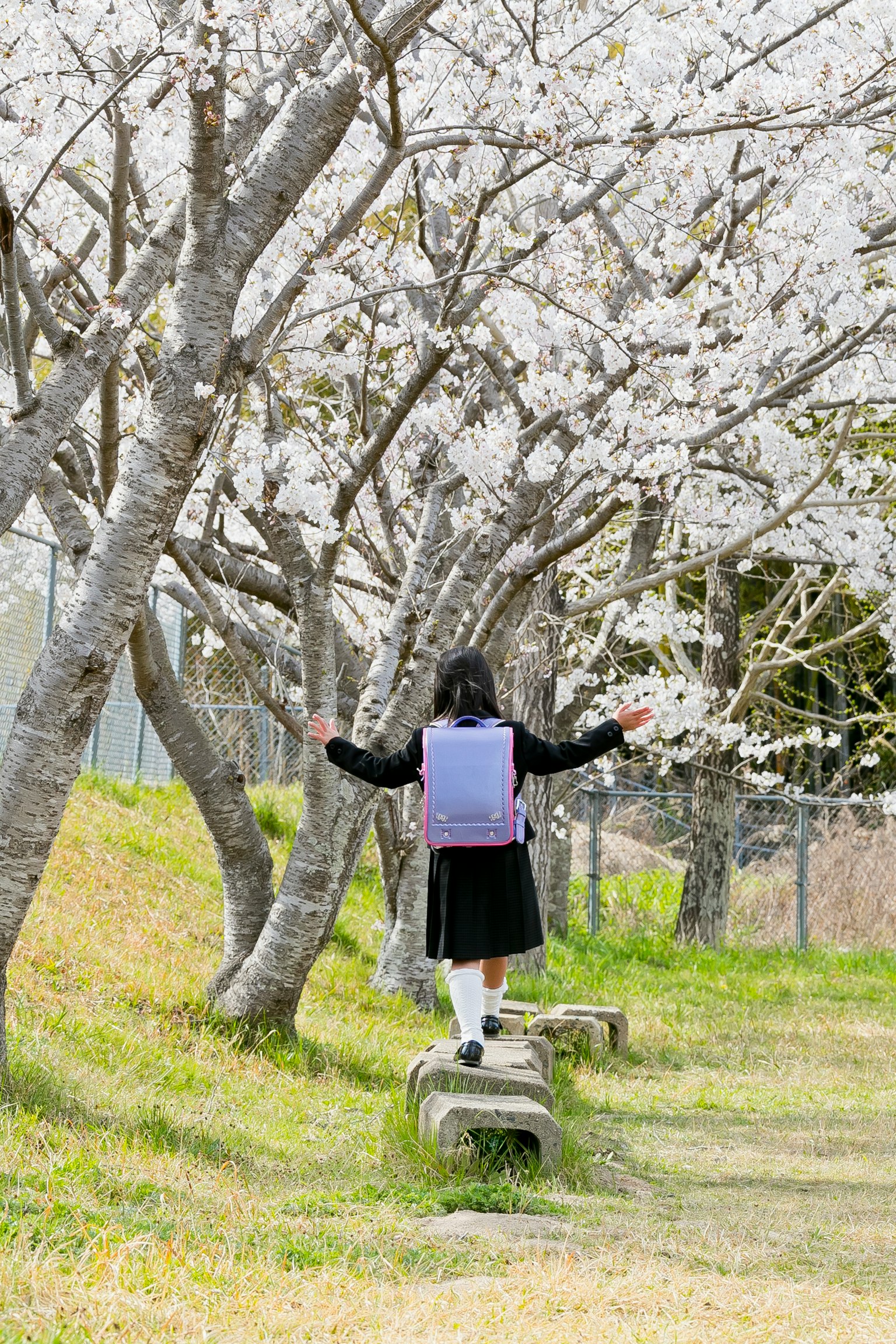 A girl walking under cherry blossom trees with a backpack spreading her arms for balance