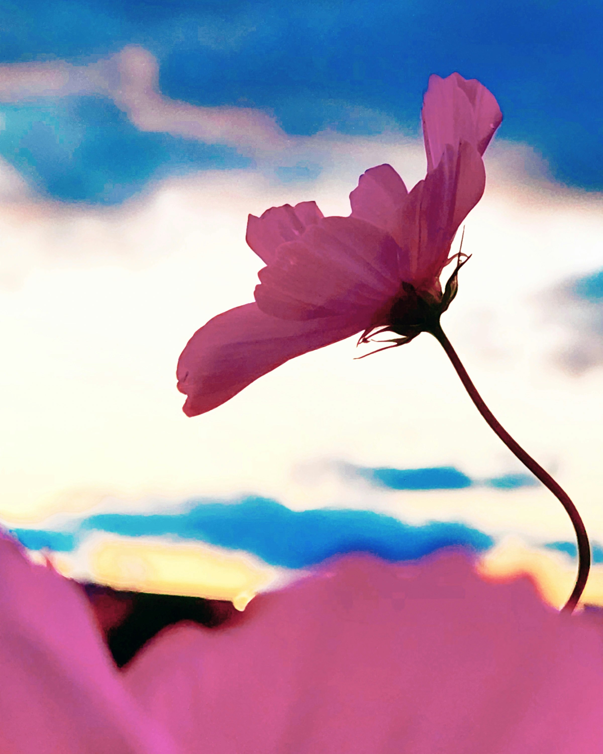 青空を背景に咲くコスモスの花