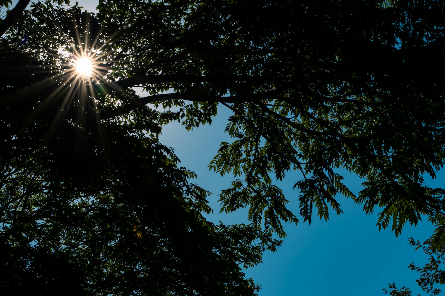 Luce del sole che filtra attraverso gli alberi contro un cielo blu