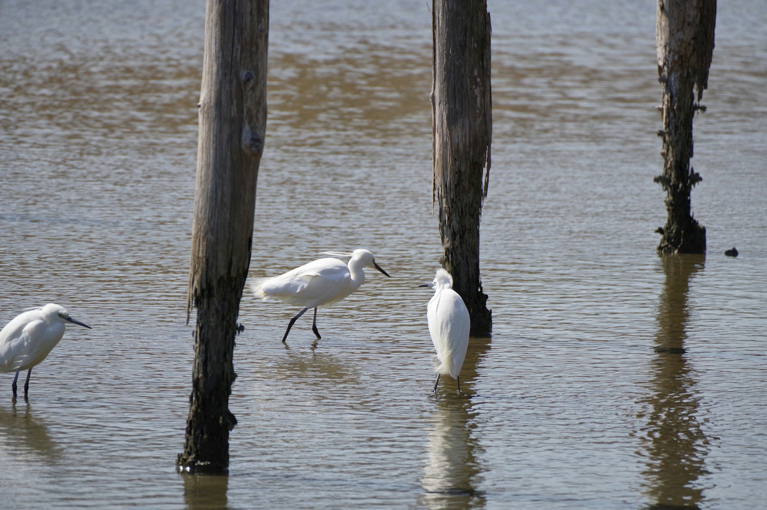 Oiseaux blancs se tenant dans l'eau près de poteaux en bois