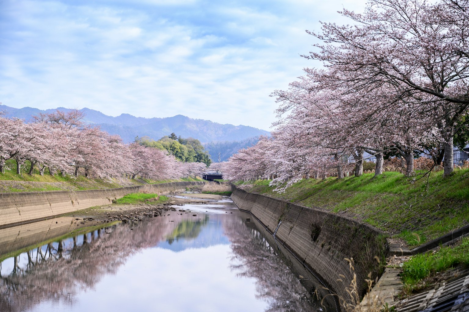 Pemandangan pohon sakura di tepi sungai dengan latar belakang pegunungan dan langit biru