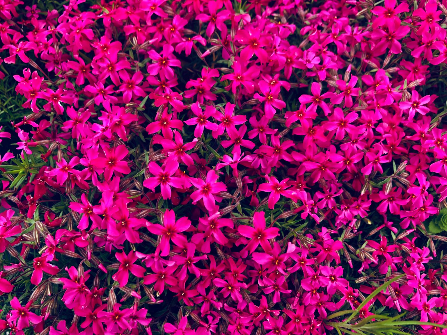 Fiori rosa vivaci in piena fioritura