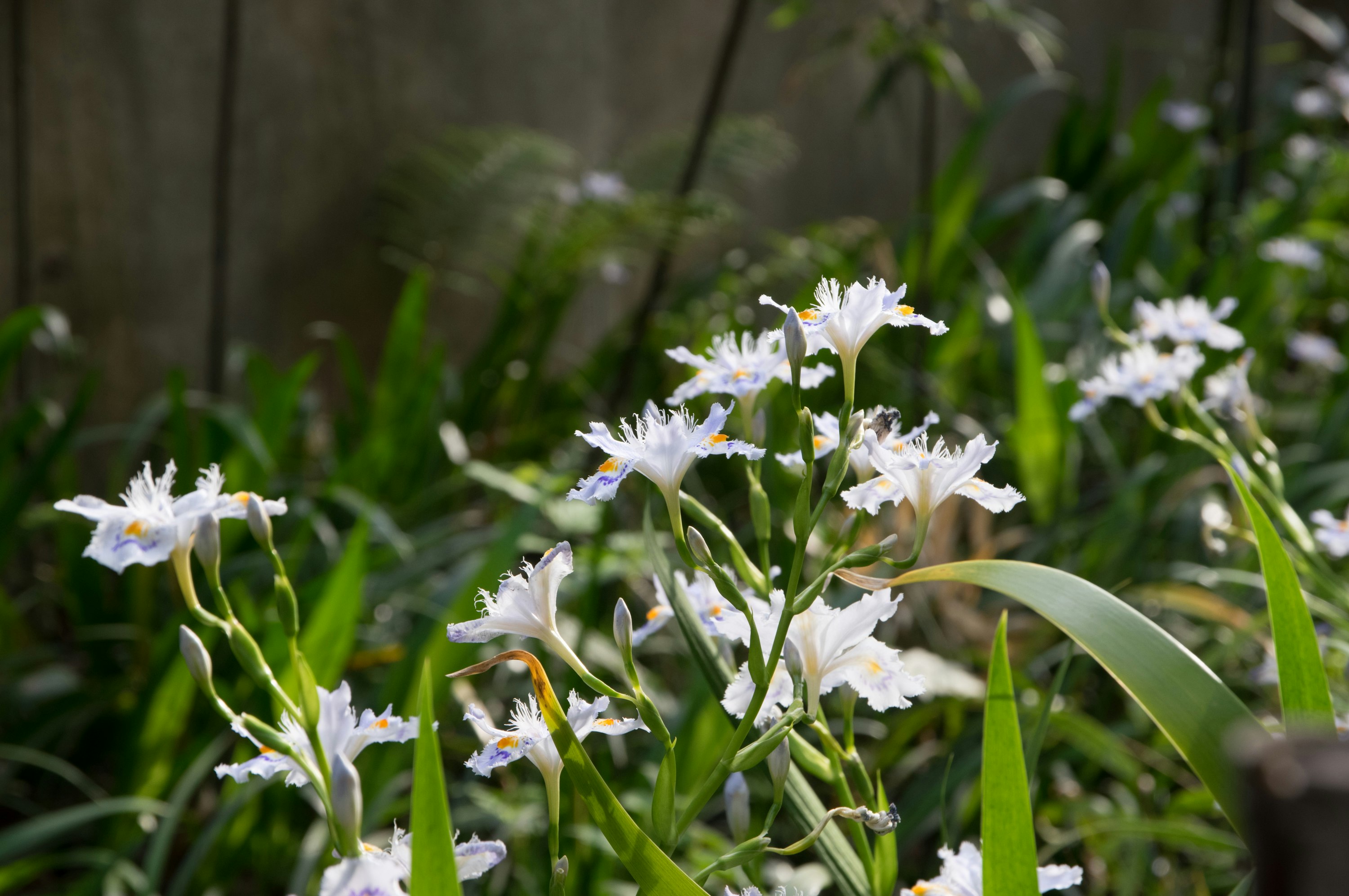 Nahaufnahme weißer Blüten in voller Blüte im Gartenbeet