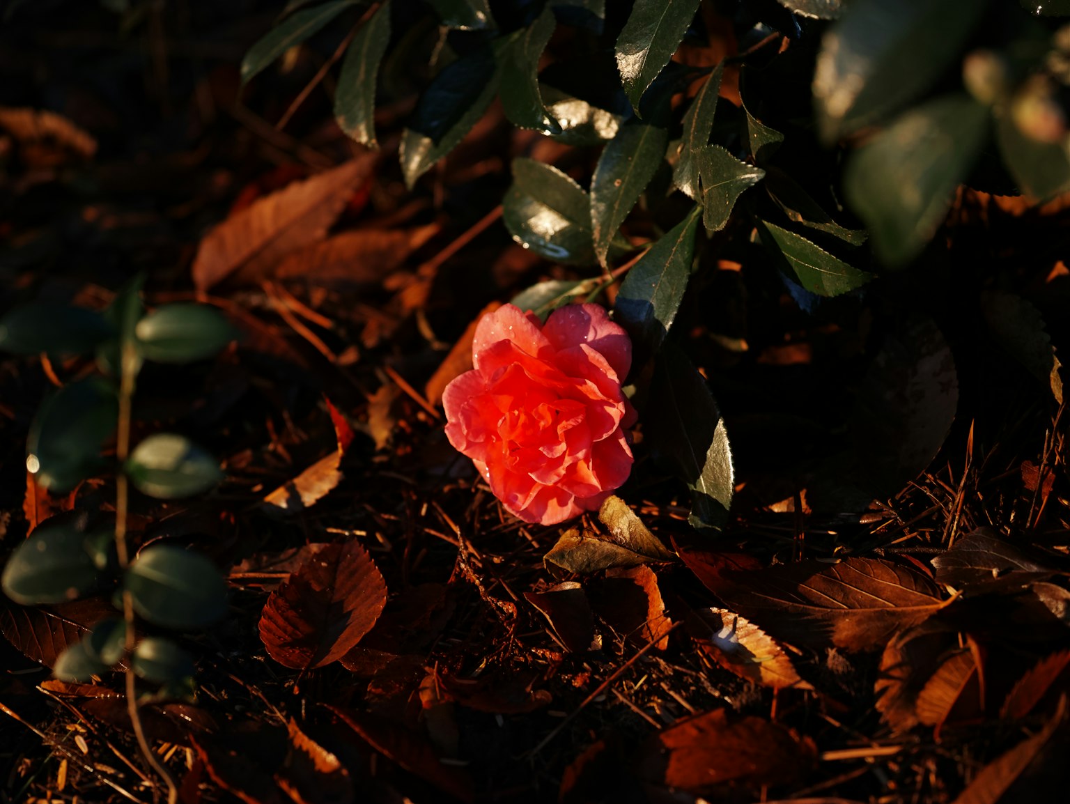 Une fleur rouge et rose fleurissant parmi des feuilles vertes