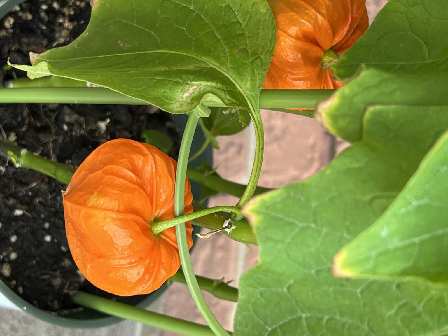 植物的照片，特徵為橙色的燈籠果和綠色的葉子