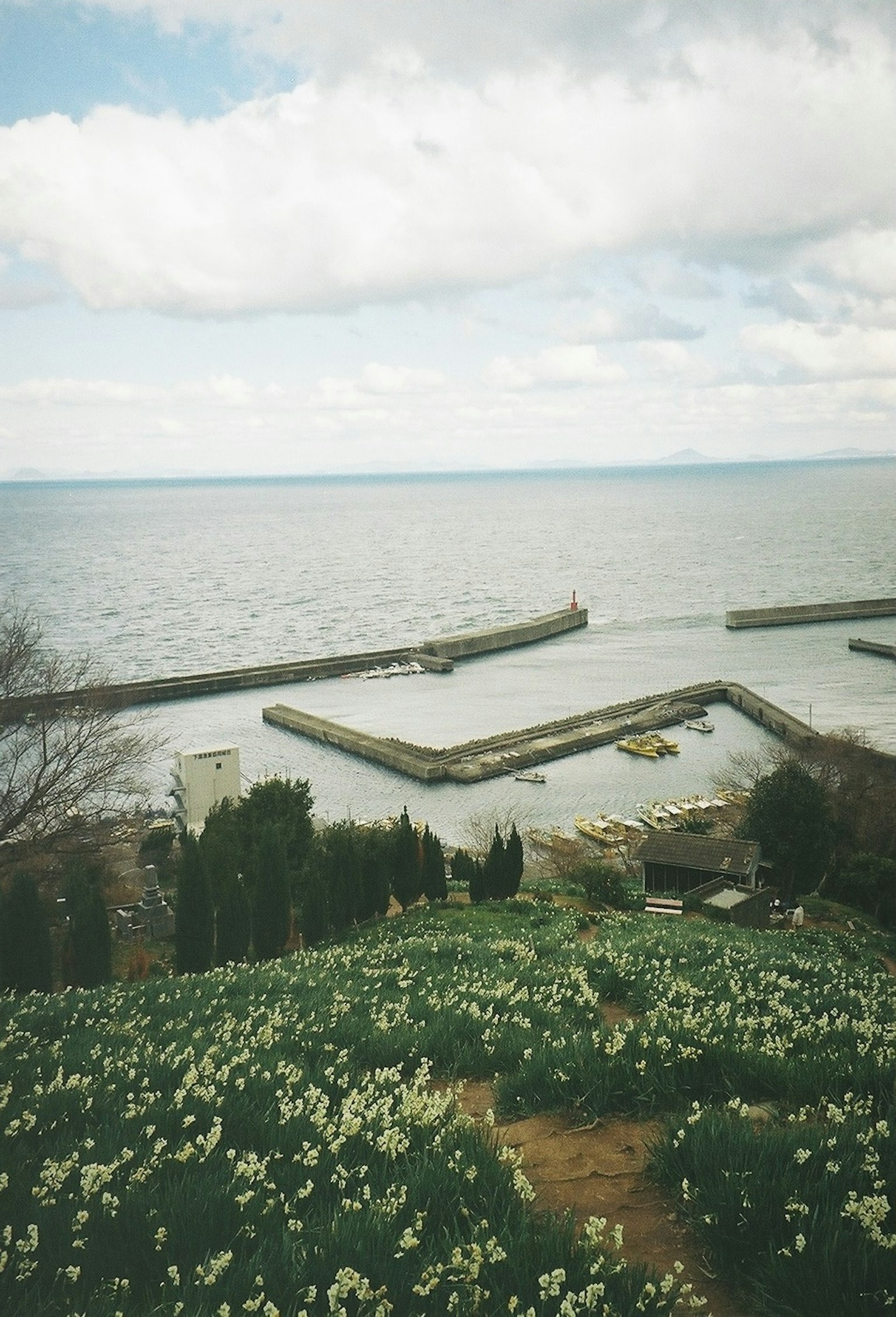 Beautiful view of flowers blooming overlooking the sea and harbor