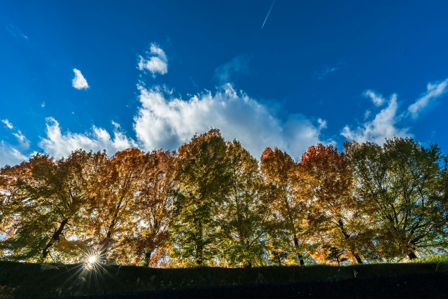 Silhouette di alberi autunnali contro un cielo blu brillante e nuvole