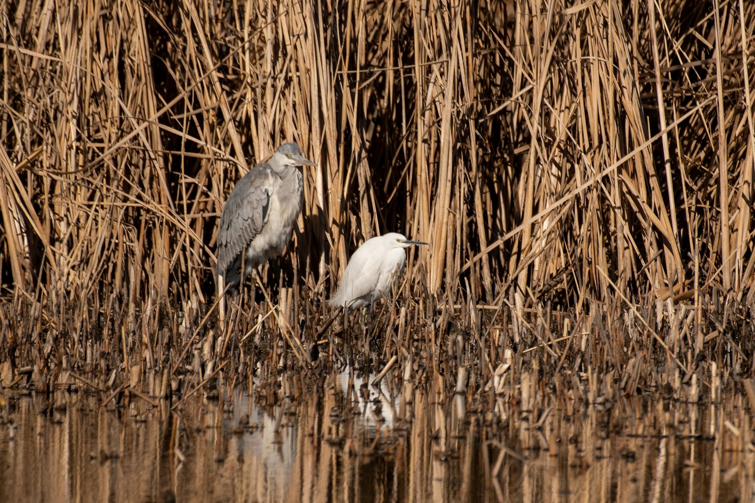 Un oiseau gris et un oiseau blanc se tenant près de l'eau parmi des roseaux