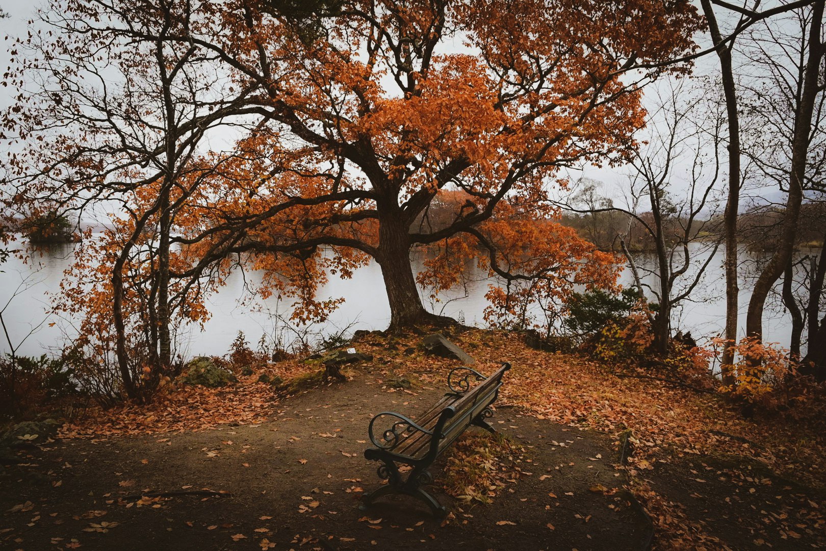 紅葉の並木とベンチのある公園の小道