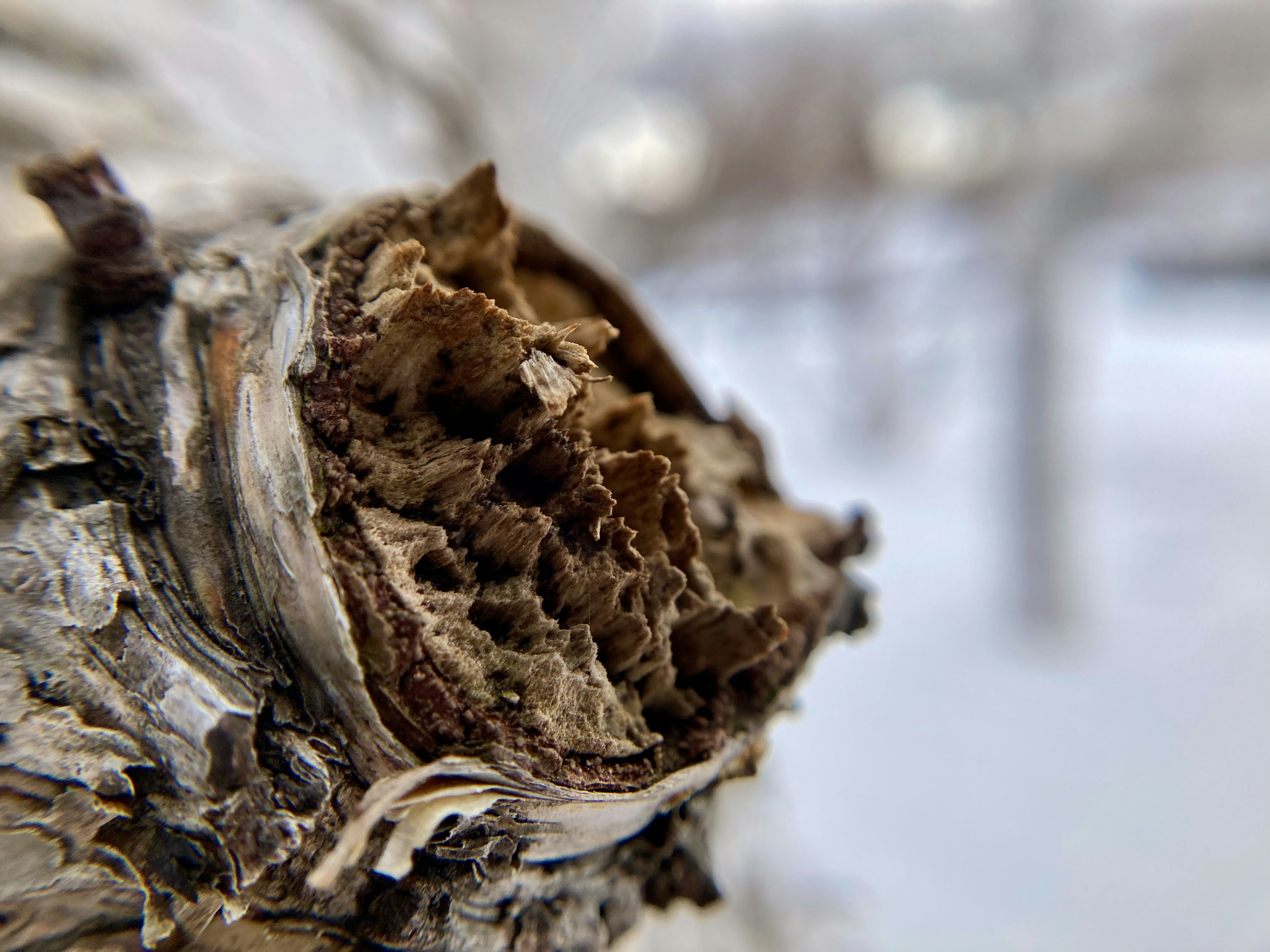 Close-up of birch branch base with thawing moss and bark texture