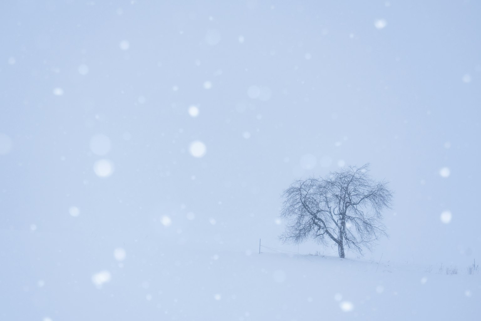 Un arbre solitaire dans un paysage enneigé avec des flocons de neige tombants