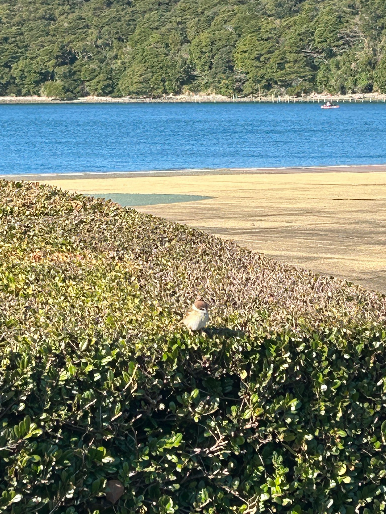 Vista escénica de agua azul y playa de arena con arbustos verdes en primer plano