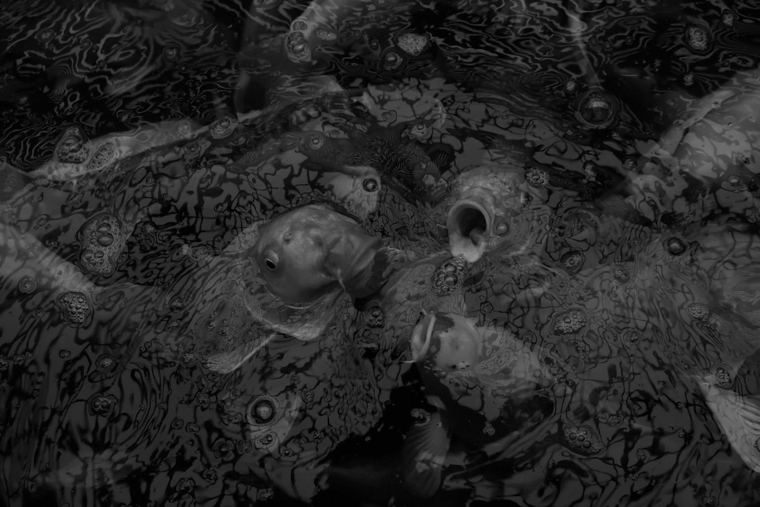 การออกแบบนามธรรมสีดำและขาวที่มีปลา