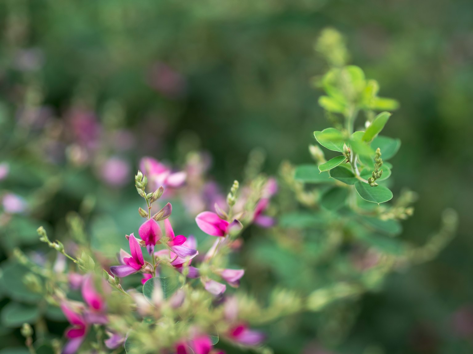 Flores moradas y hojas verdes frescas sobre un fondo verde borroso