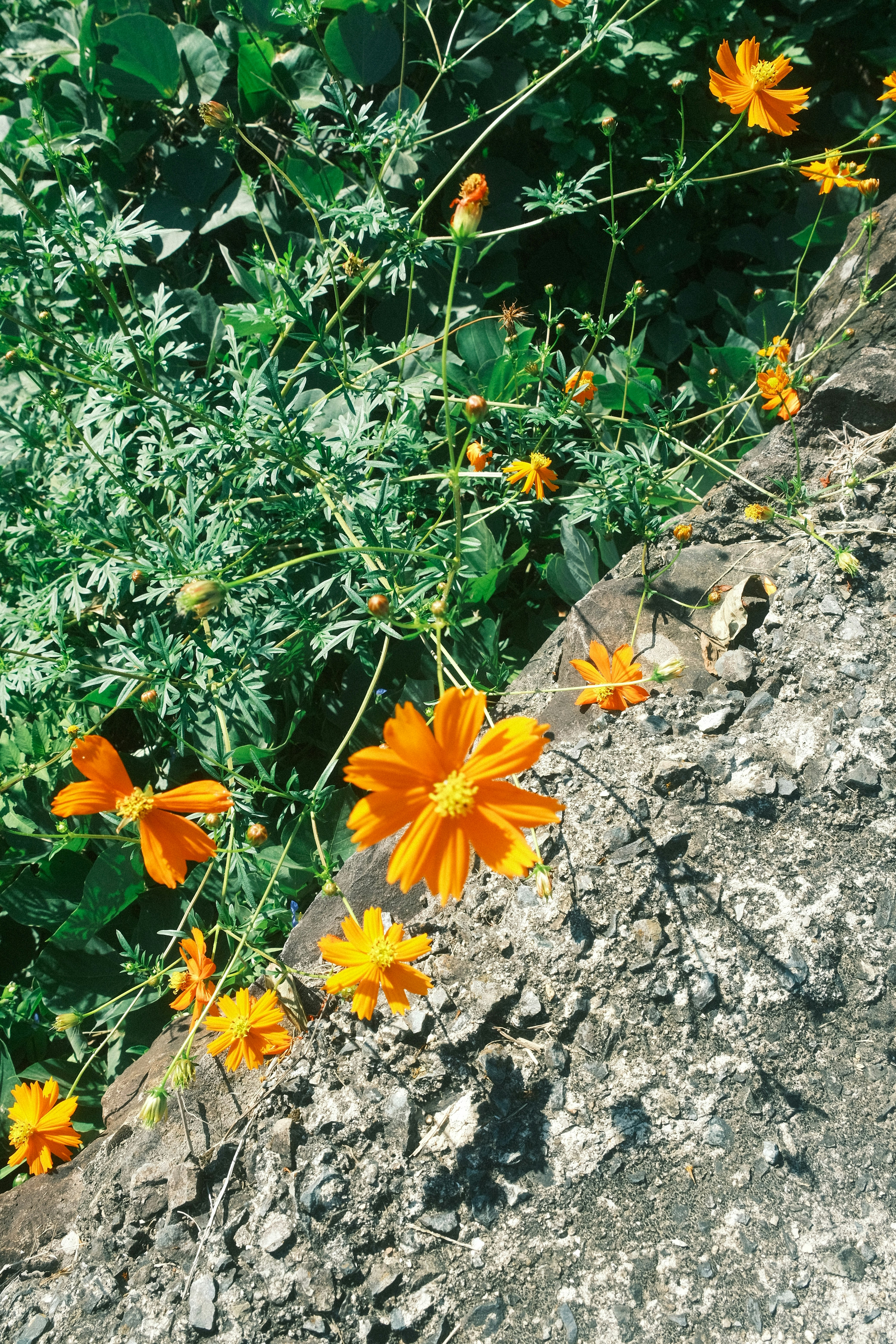 オレンジ色の花が岩の上に咲いている様子