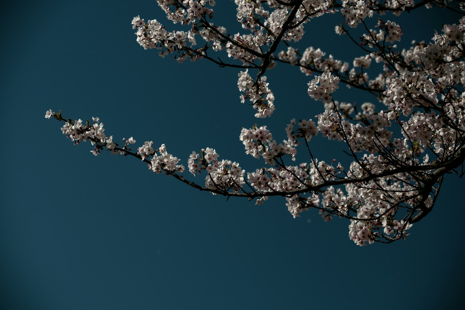 Zweig mit Kirschblüten vor blauem Himmel