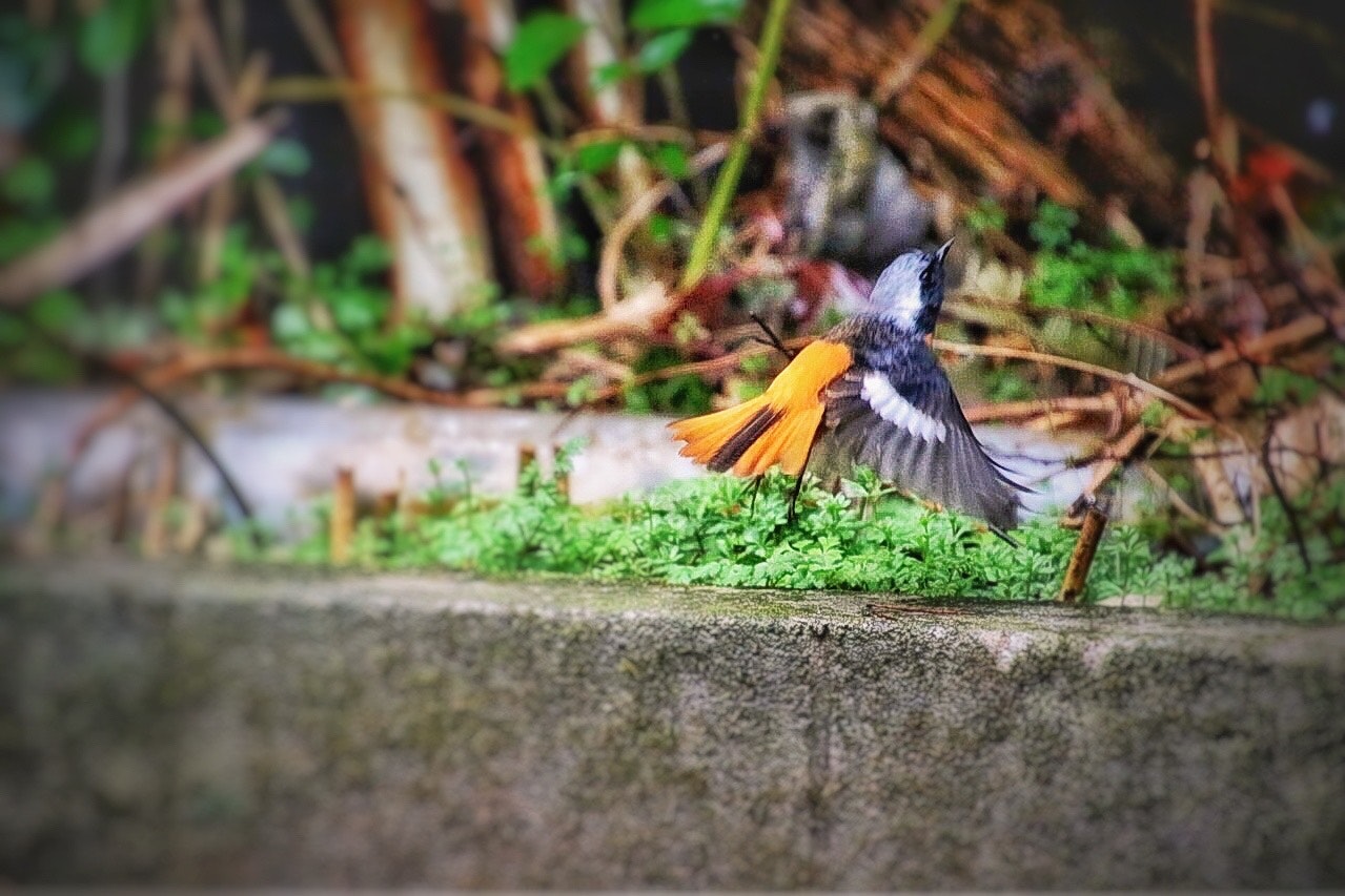 石段の上で羽を広げるジョウビタキ（雄）