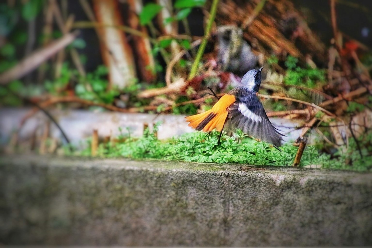 Một chú chim nhỏ với đôi cánh dang ra trong bối cảnh xanh