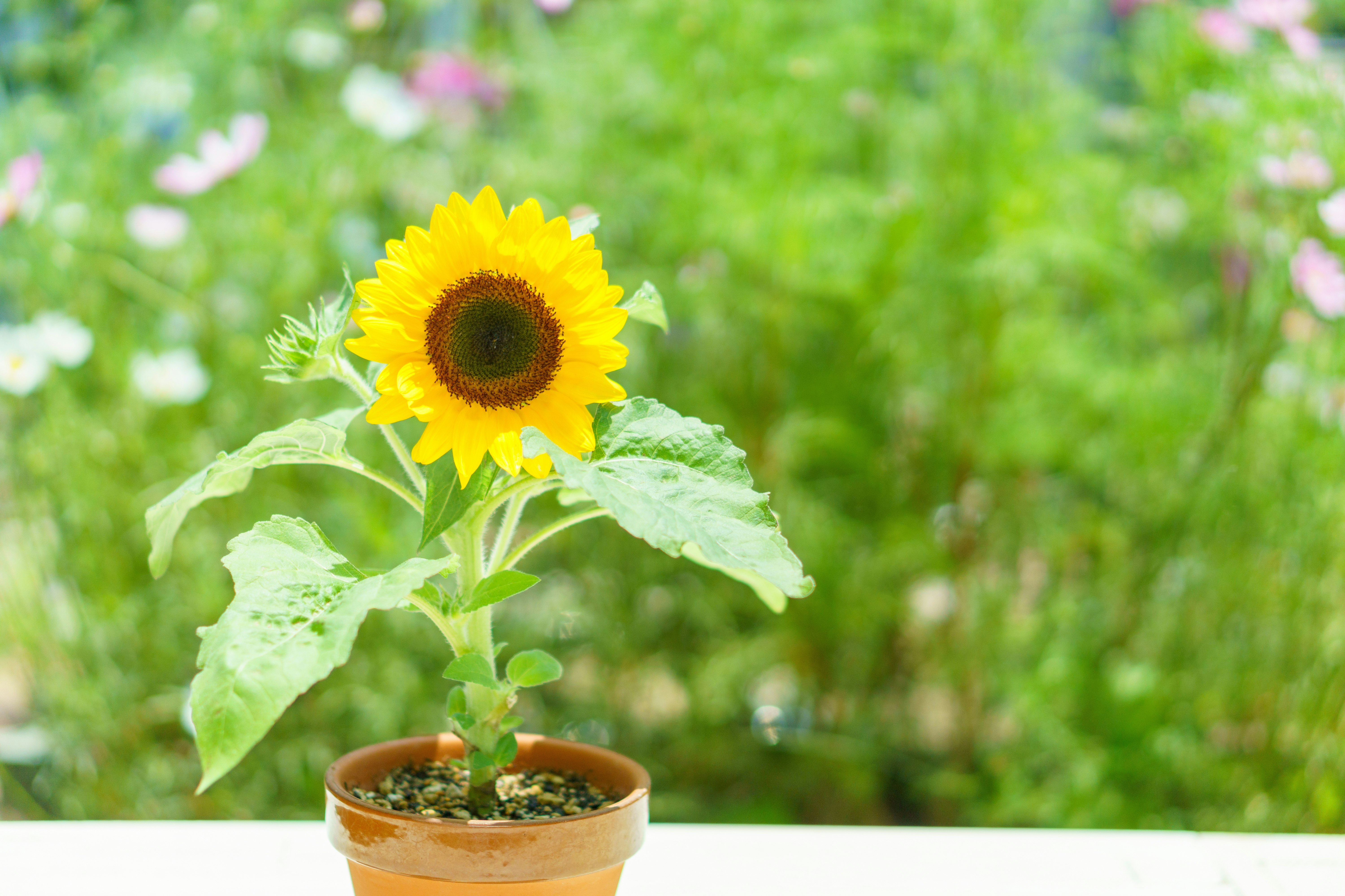 Girasole in vaso con sfondo di giardino verde rigoglioso