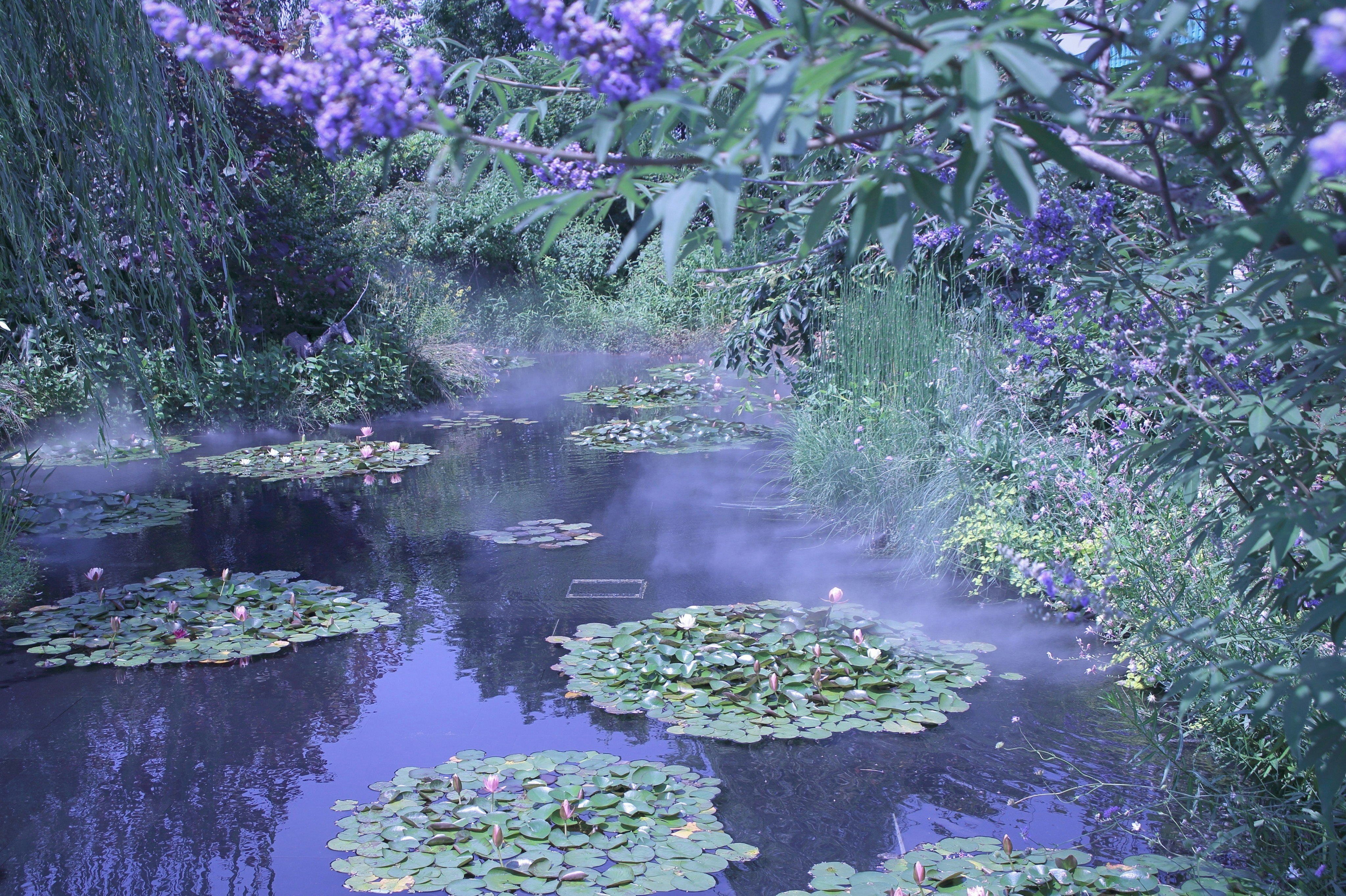 睡蓮が浮かぶ小川と紫の花のある水辺