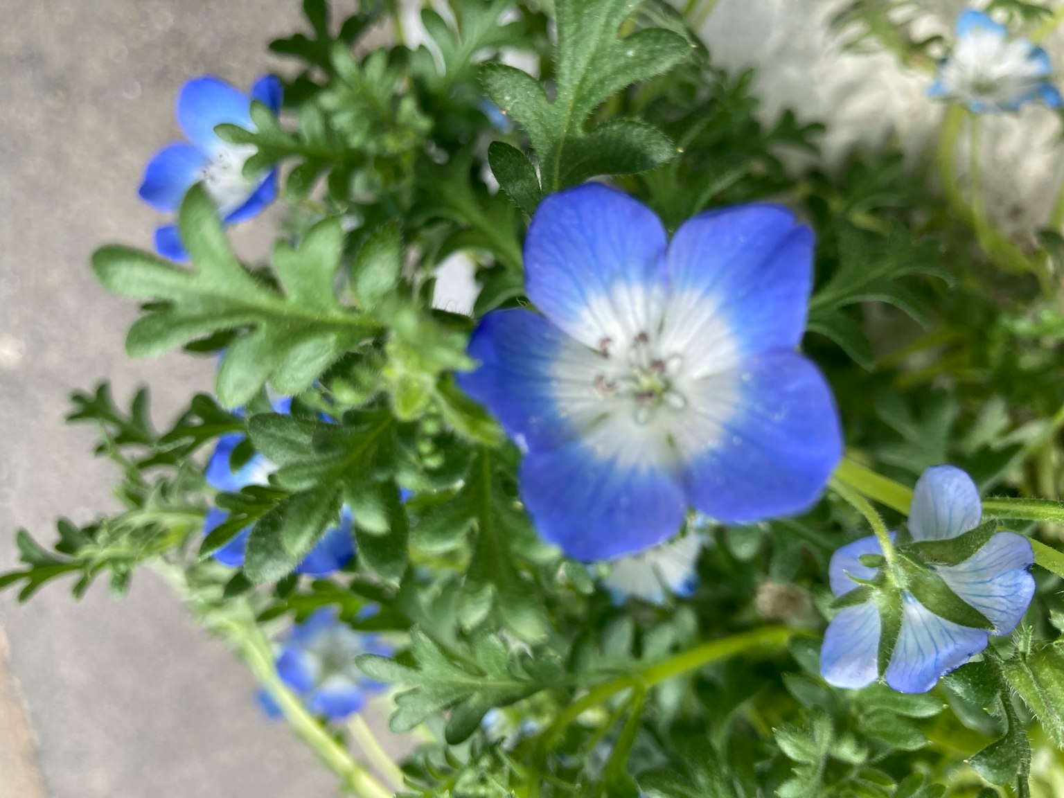 Close-up of a blue flower with vibrant green leaves