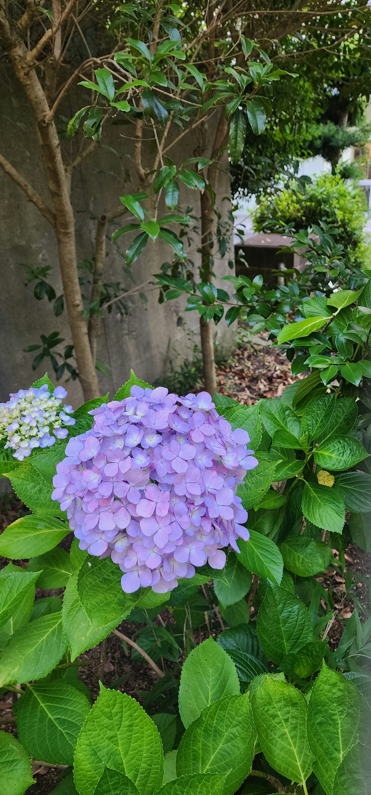 Lila Hortensienblüte umgeben von grünen Blättern in einem Garten