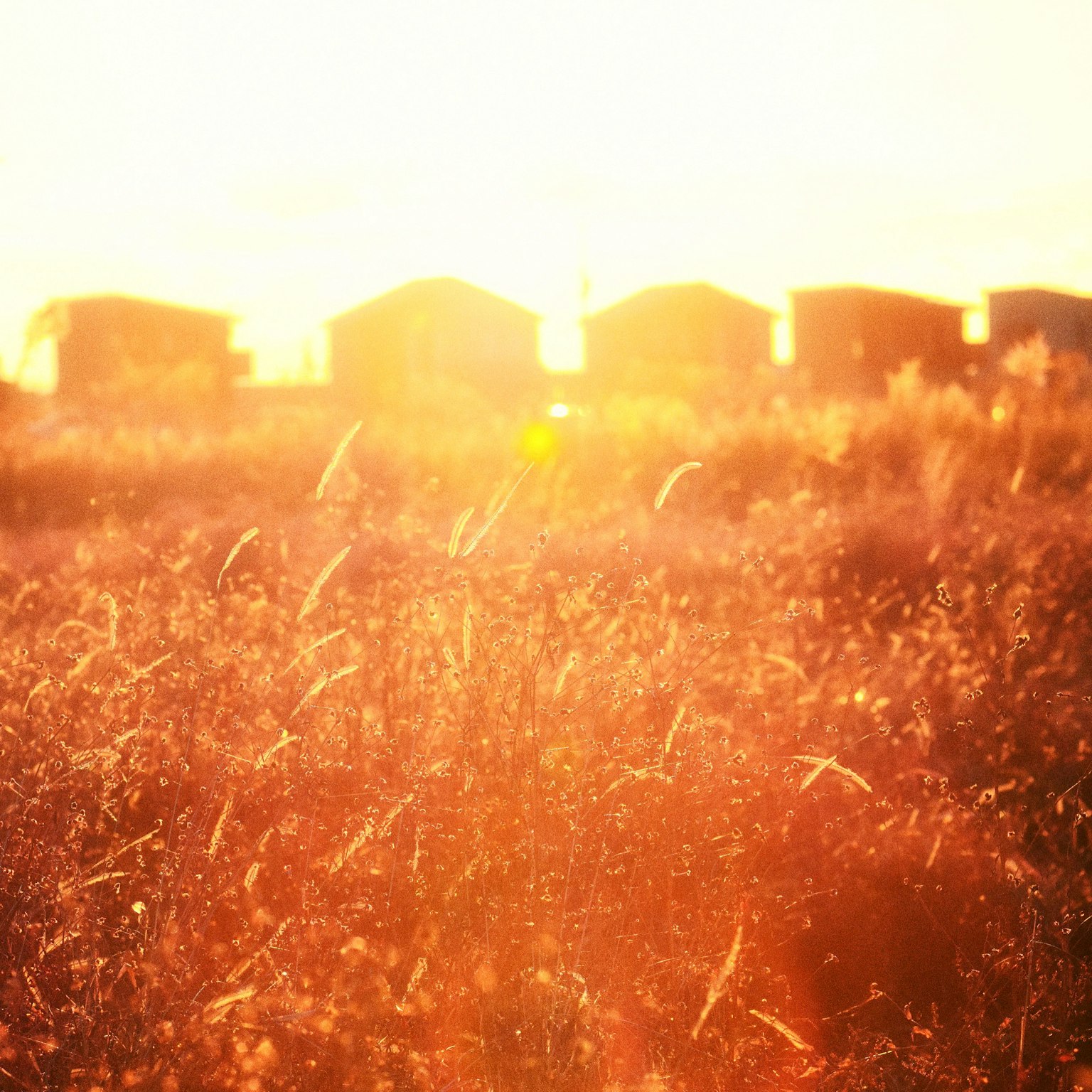 Sunset illuminating a grassy field with silhouetted houses