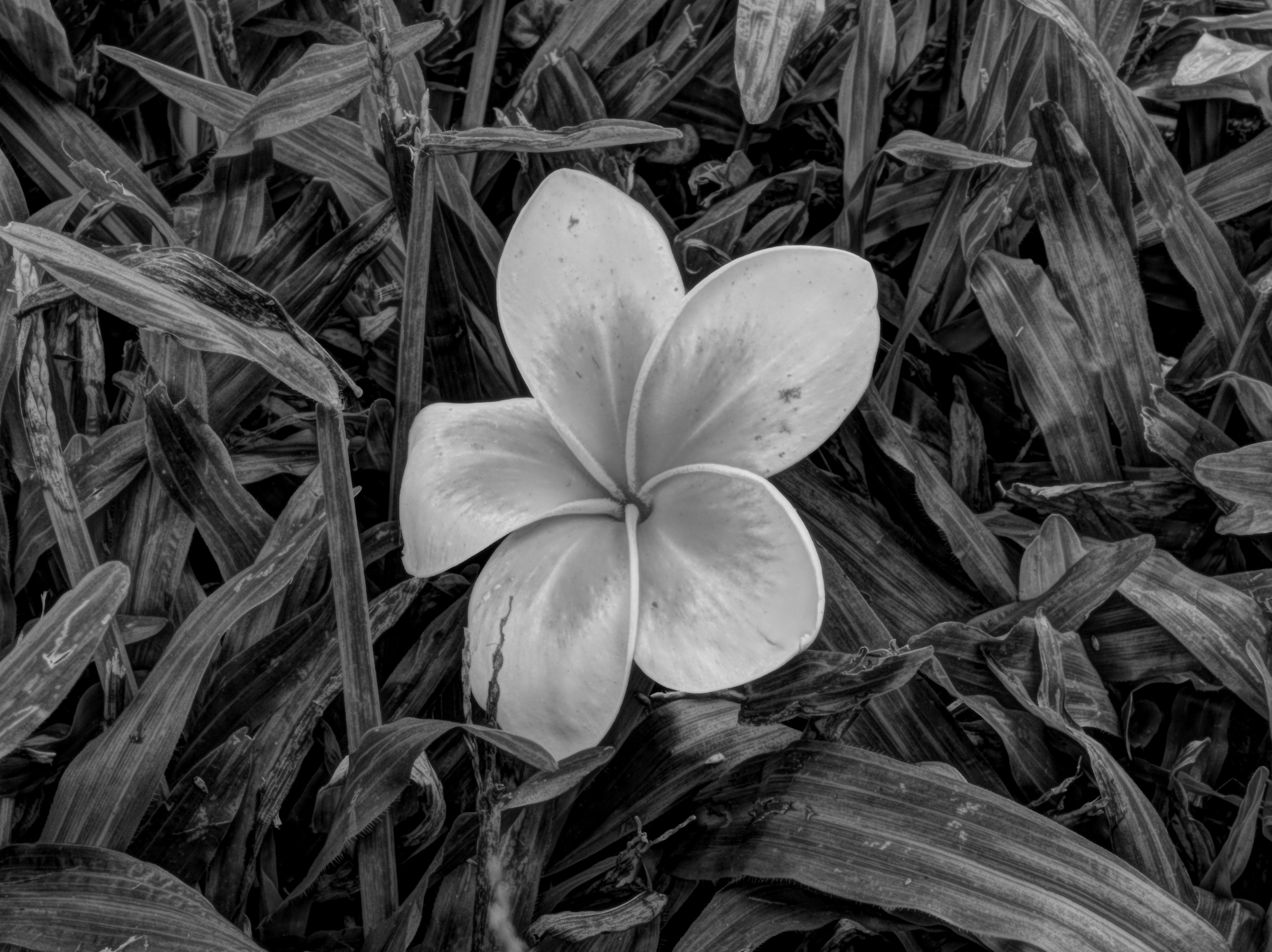 草むらに咲く白い花のモノクロ画像
