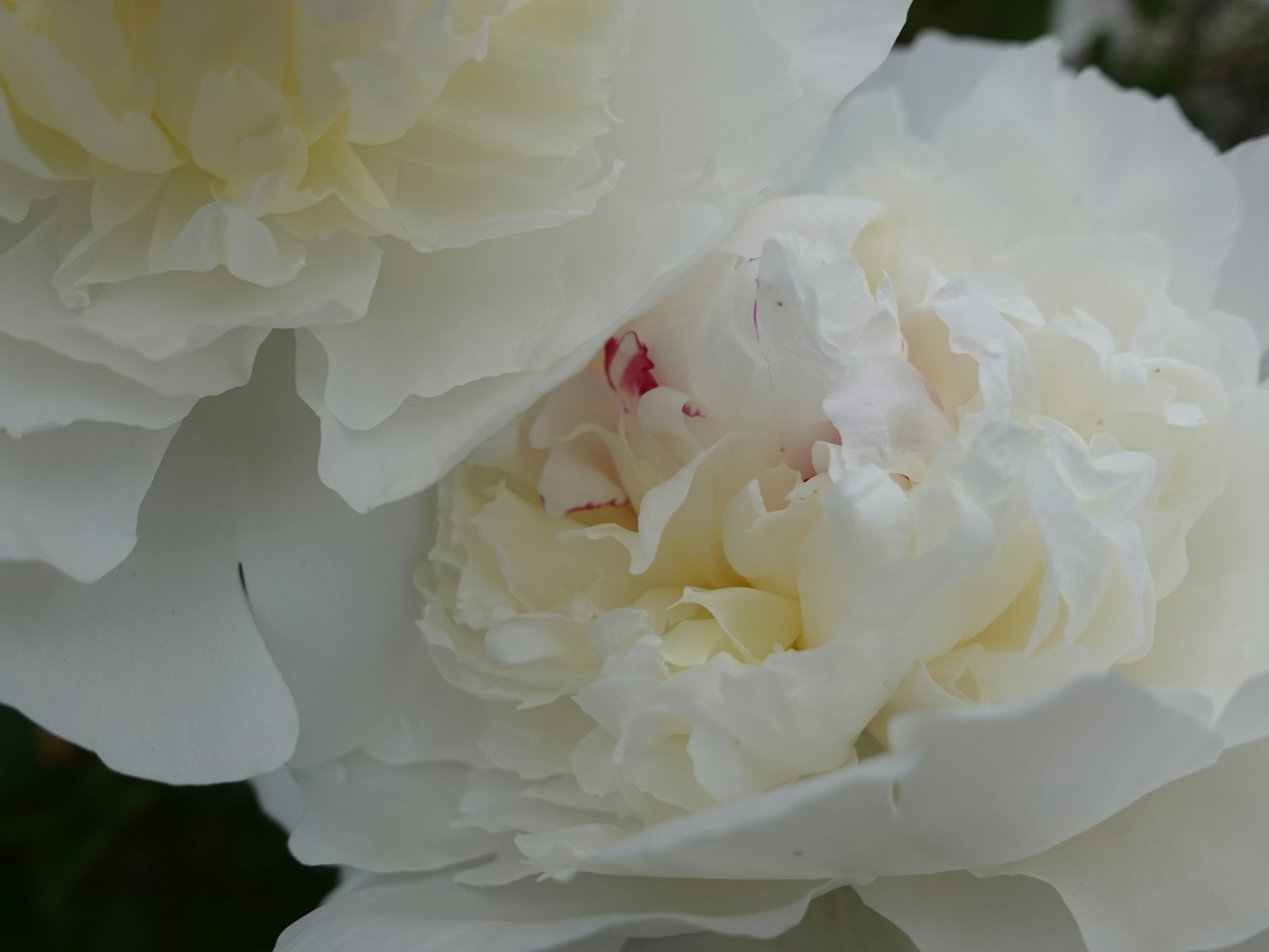 美丽的白色牡丹花，花瓣层叠