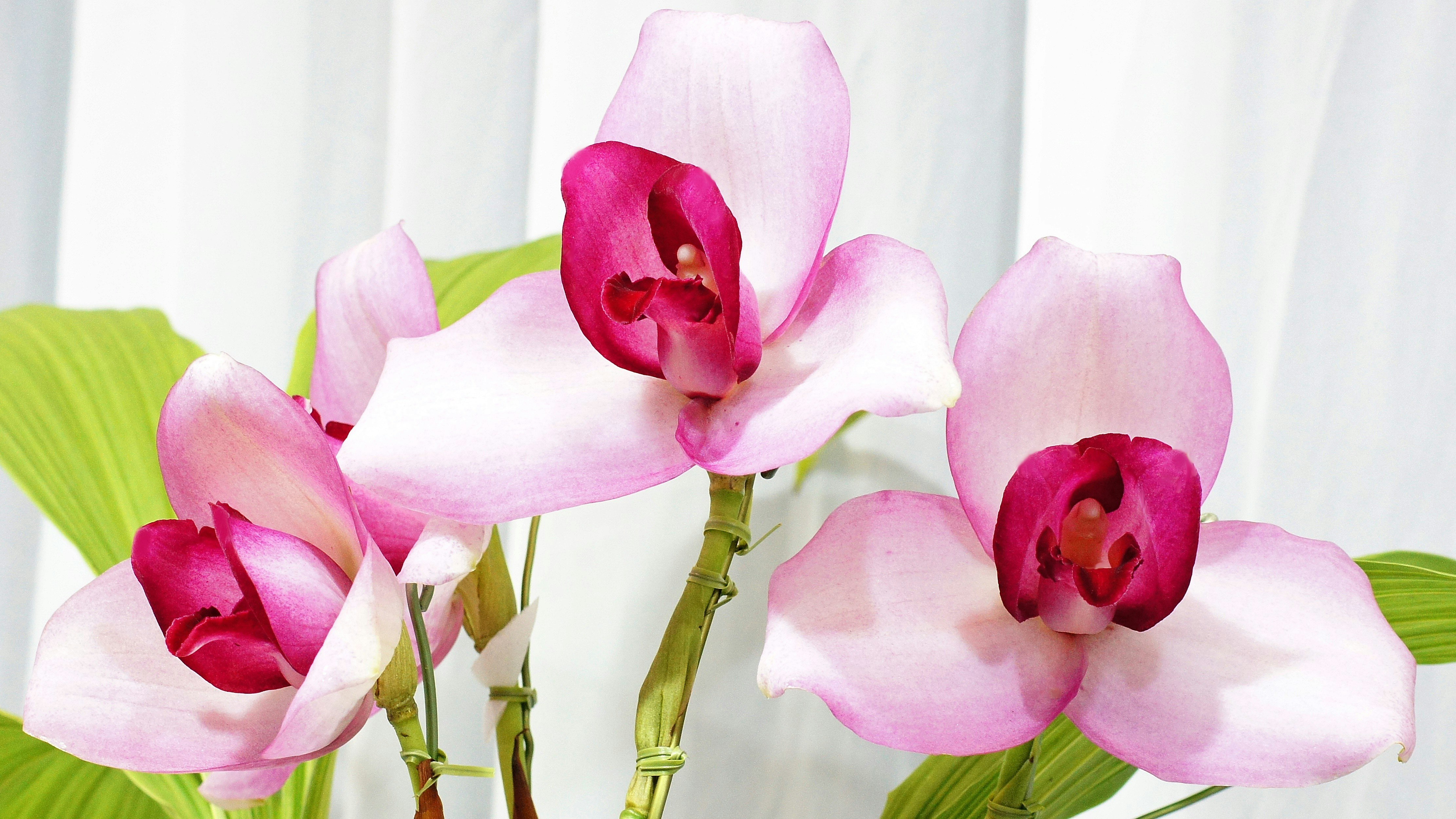 ramo de orquídeas rosadas