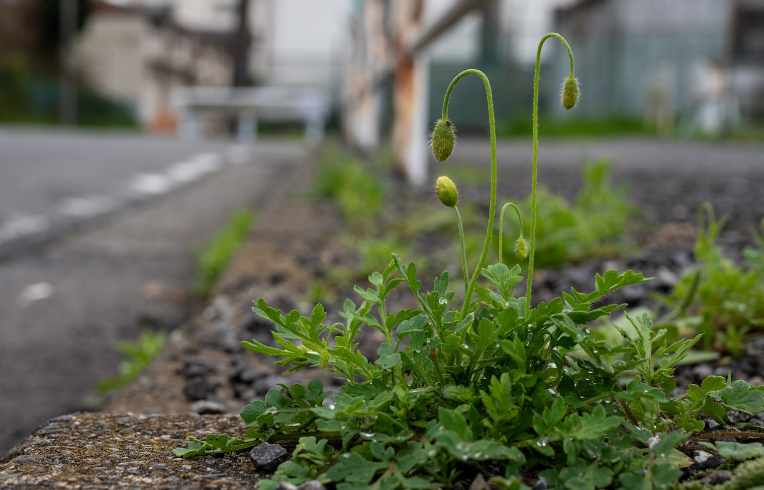 Herbe verte et bourgeons poussant au bord de la route