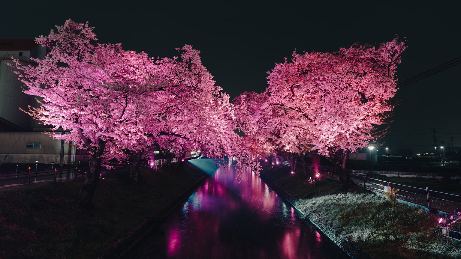 Bellissimi ciliegi in fiore di notte lungo un fiume