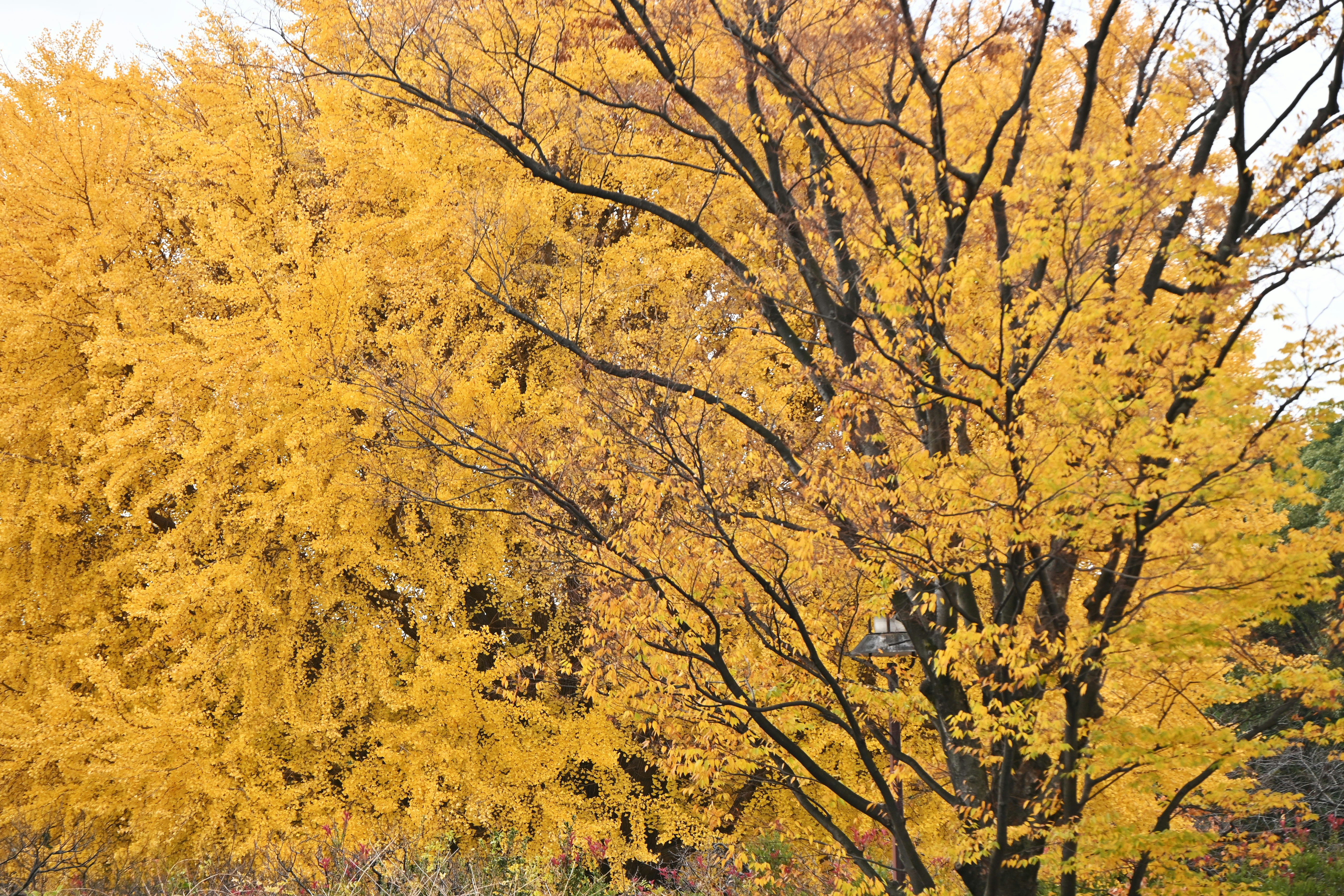 Hojas de ginkgo con follaje otoñal dorado
