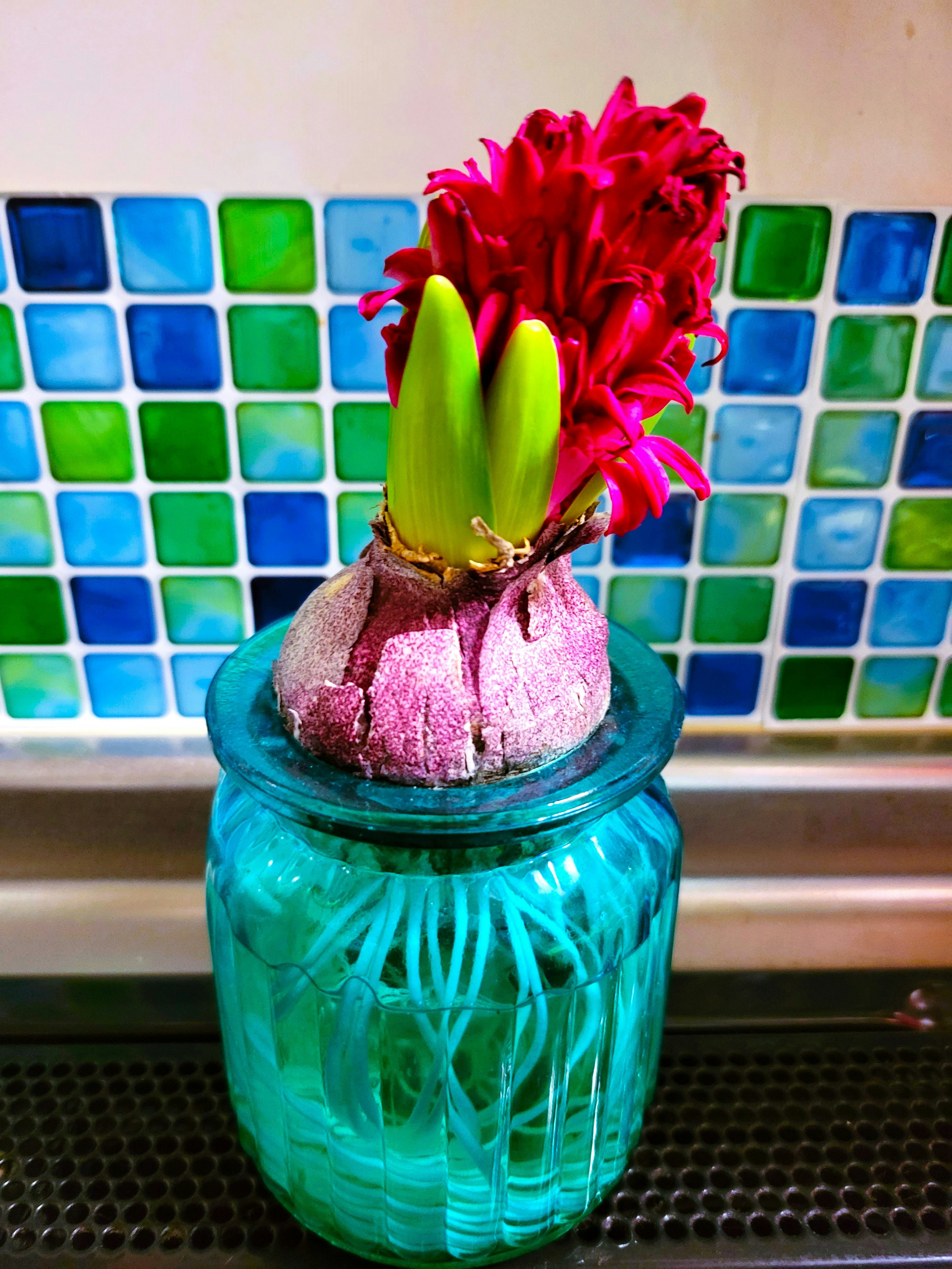 青い瓶に赤いヒヤシンスの花が咲く