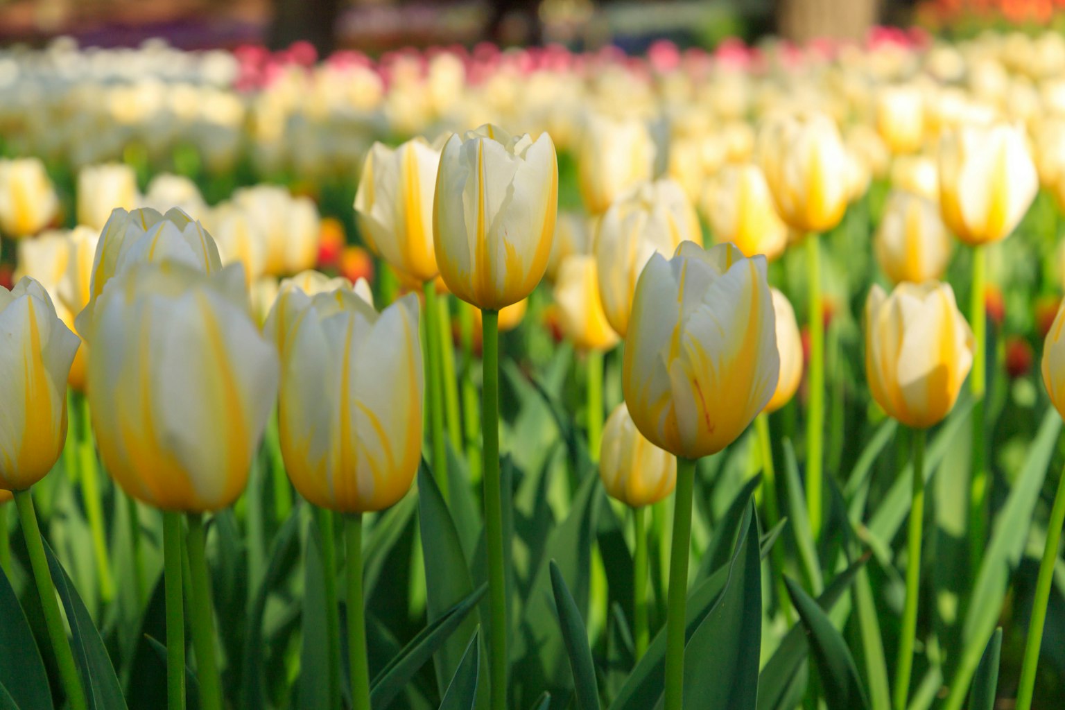 Campo di bellissimi tulipani gialli in fiore