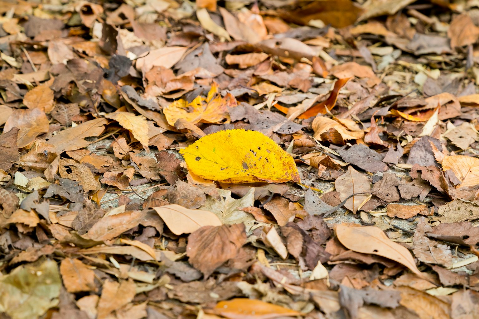 Une feuille jaune vibrante parmi des feuilles brunes tombées au sol