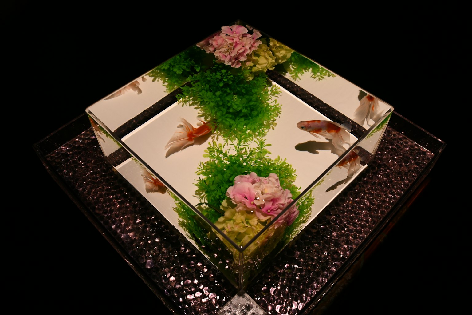 透明盒子里有金鱼和绿色植物的美丽设计