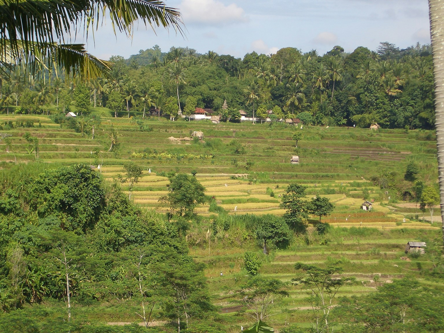 Campos de arroz en terrazas verdes con árboles circundantes