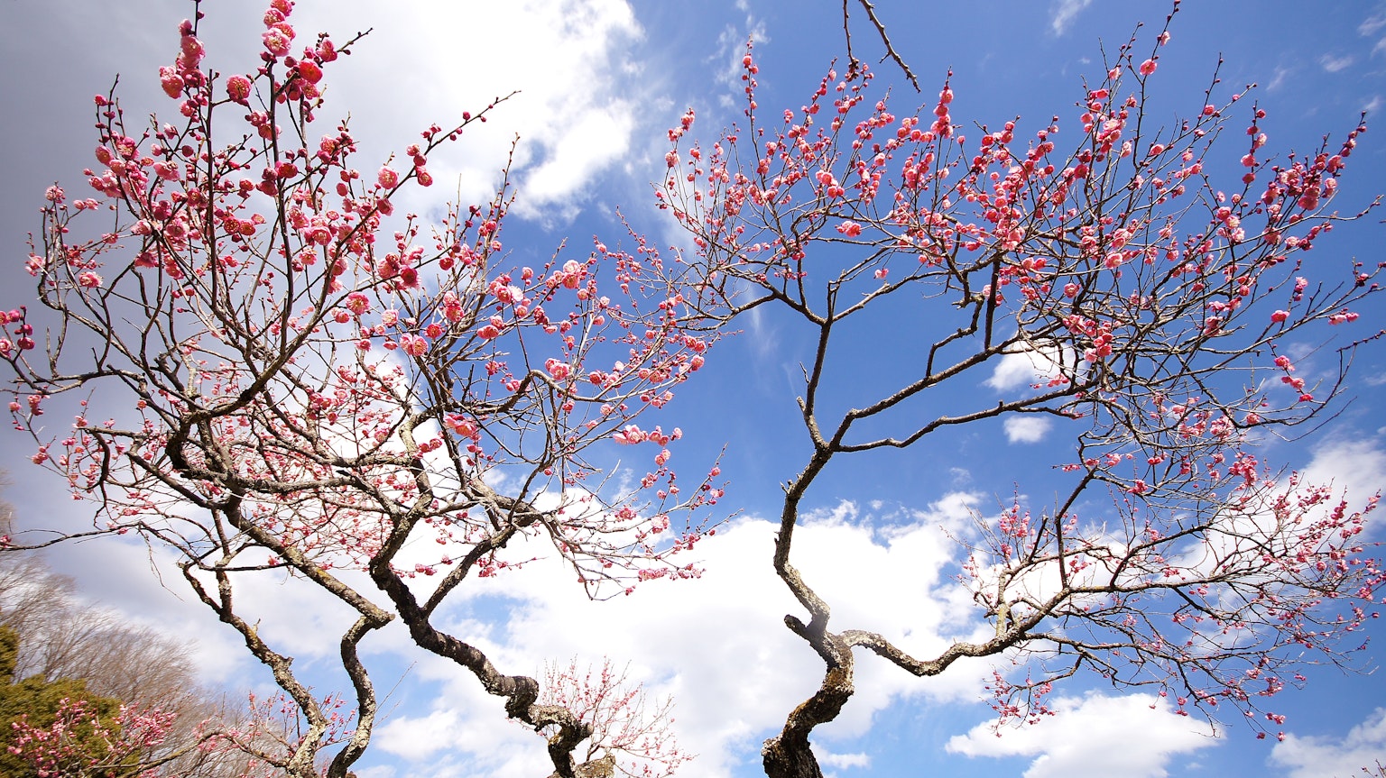 Árboles de flor de durazno bajo un cielo azul