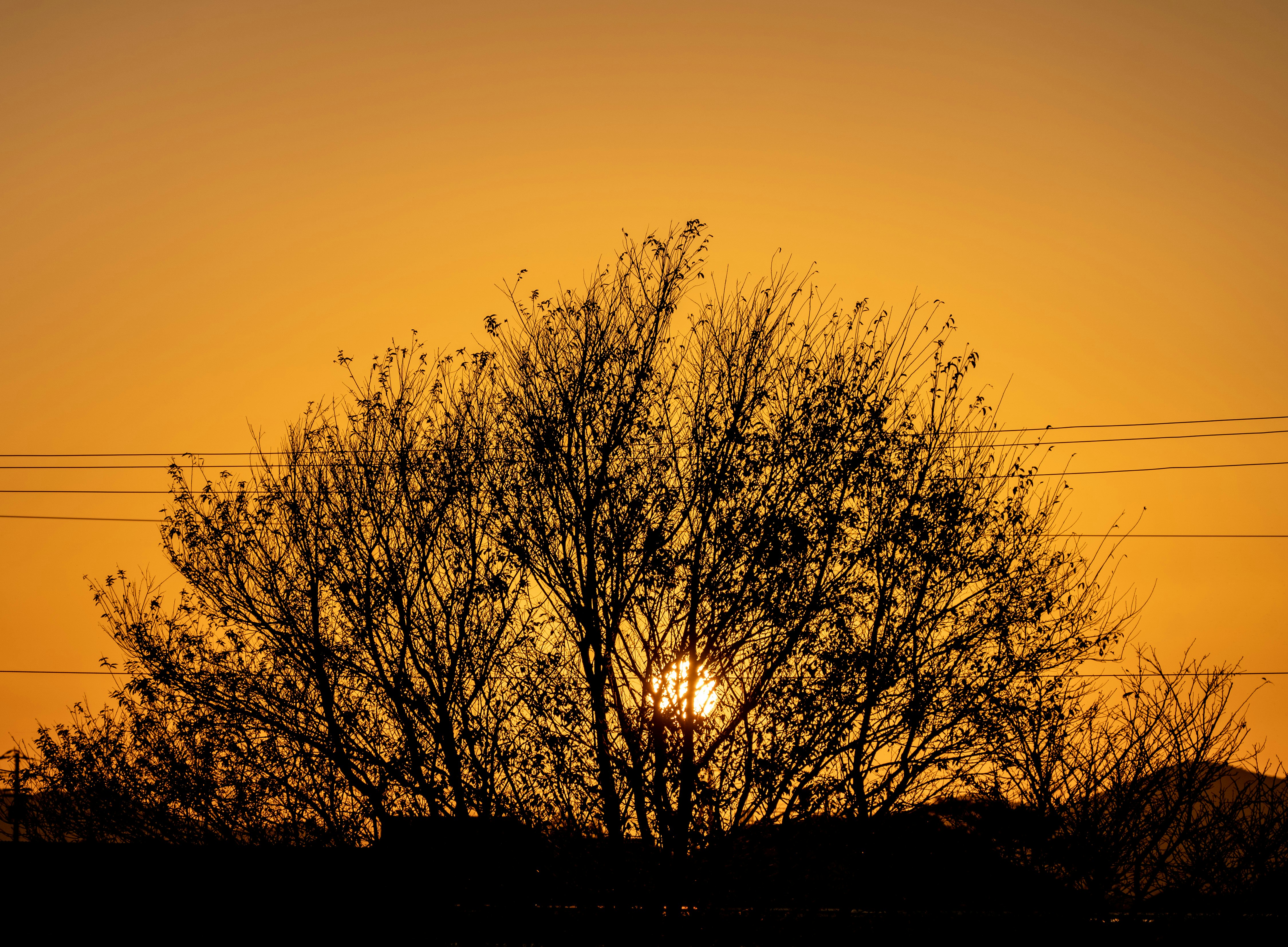 silueta de árboles contra el cielo del atardecer