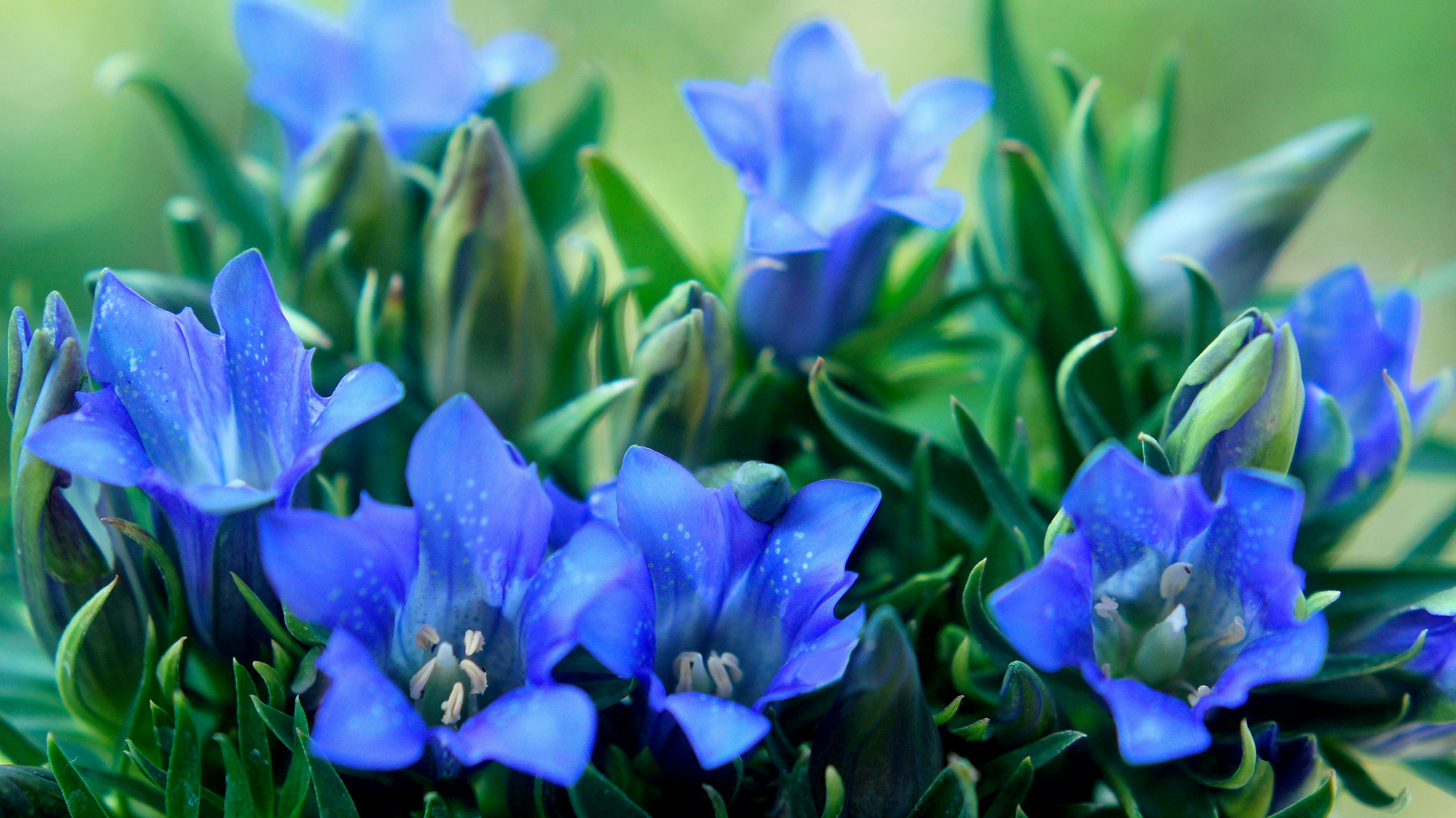 青いリンドウの花が群生する花畑のような背景