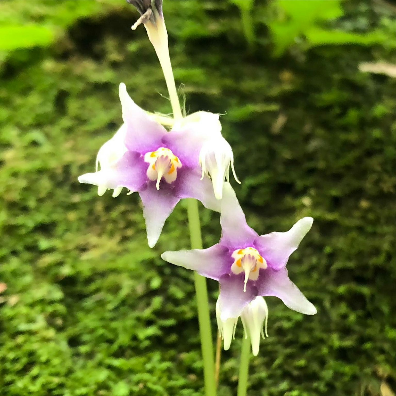 特写紫色花朵的独特兰花
