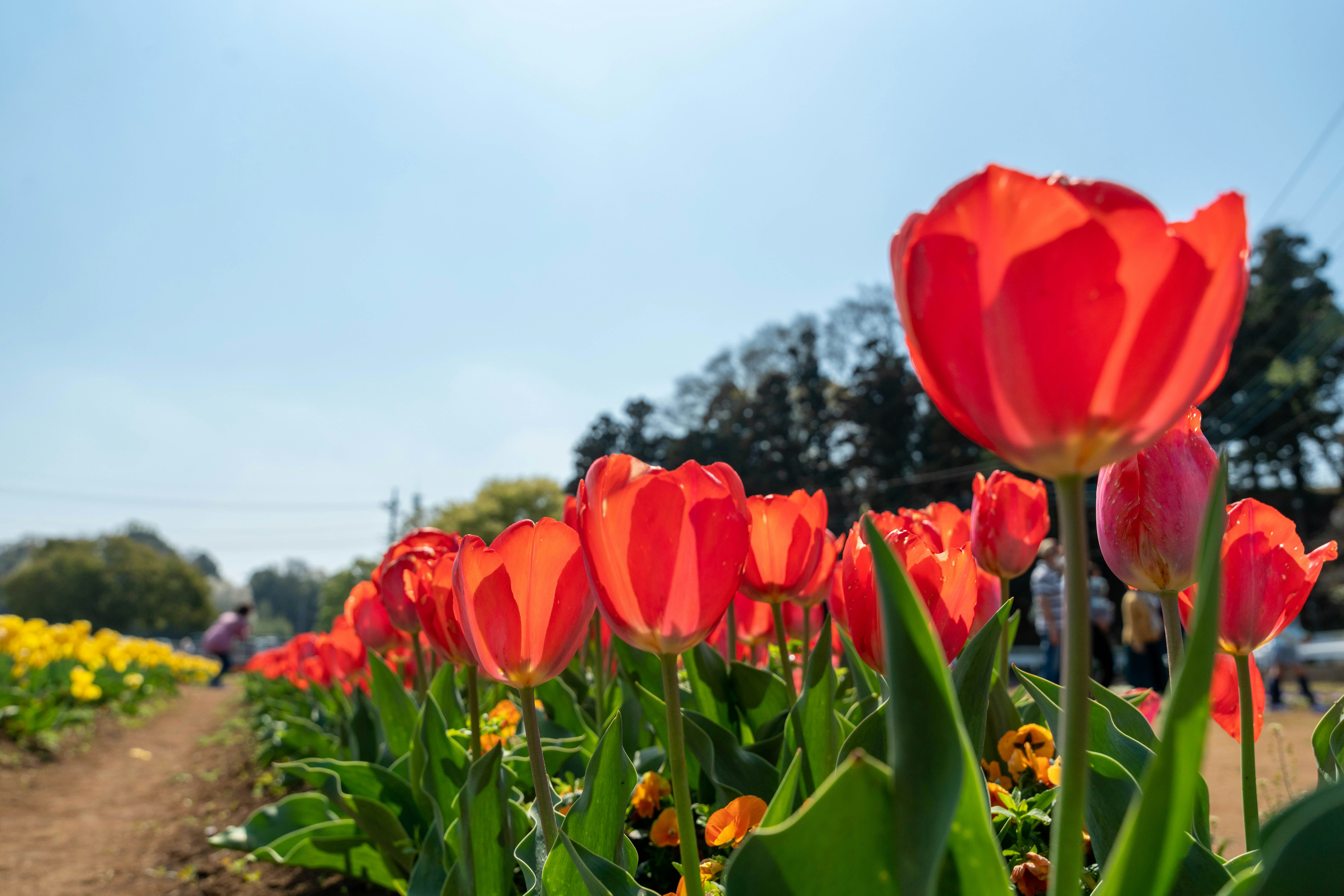 Rote Tulpen blühen in einem Blumenfeld
