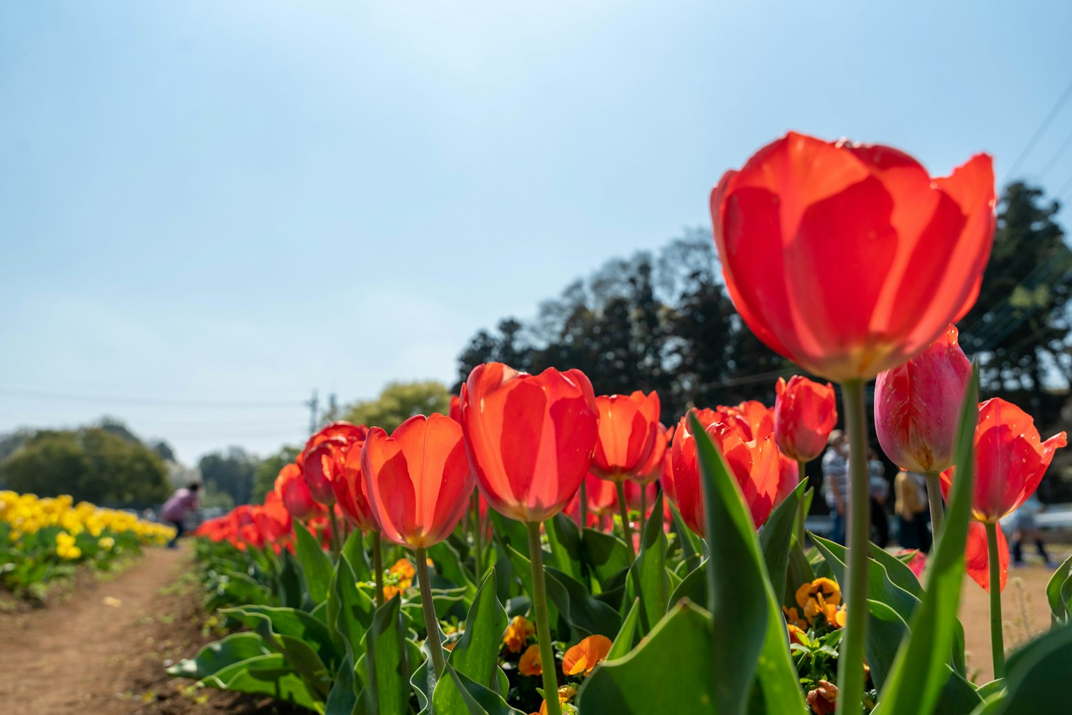 Champ de tulipes rouges vives en fleurs