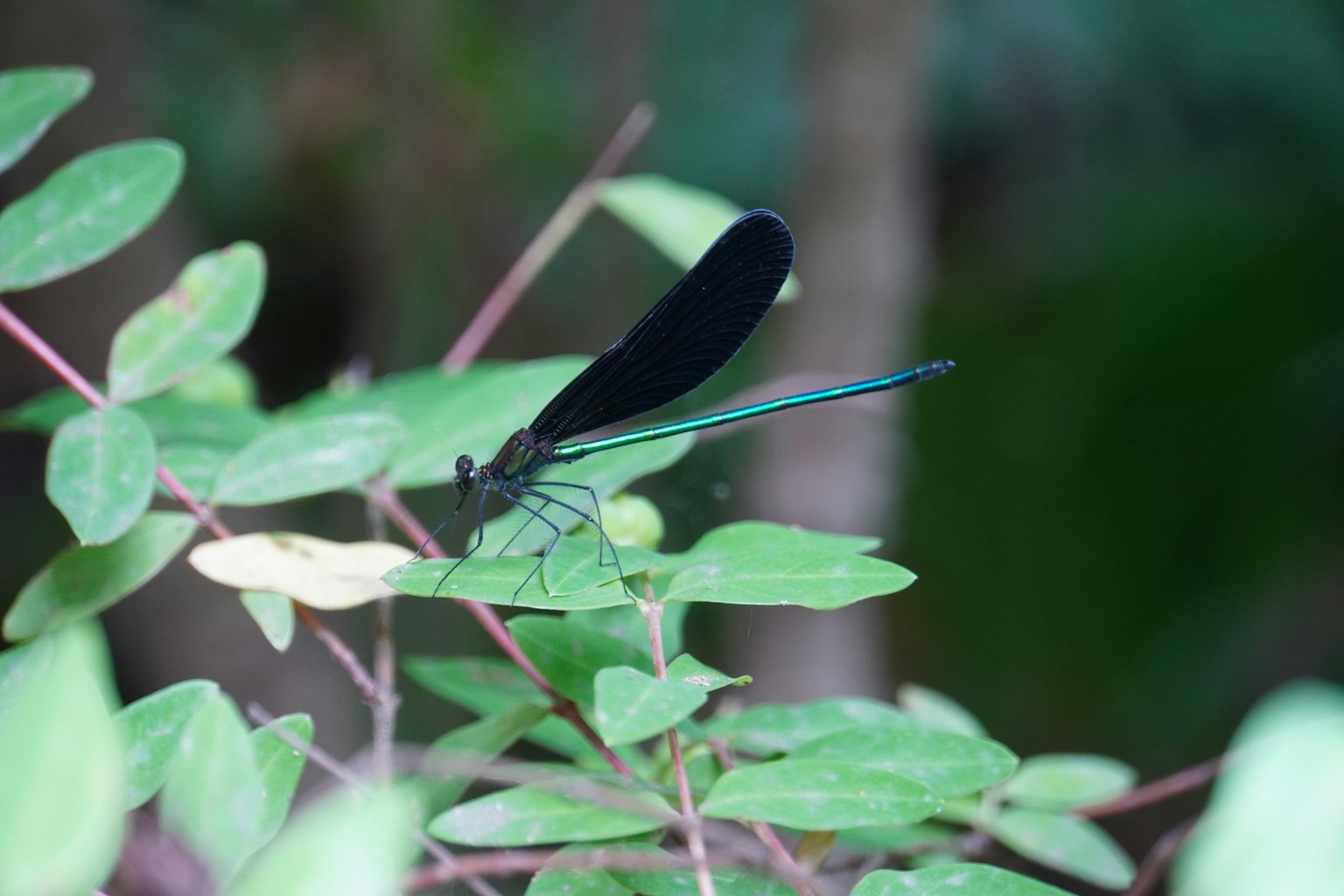 Sebuah capung dengan sayap hitam bertengger di atas daun hijau